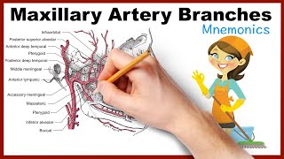 Maxillary Artery Branches Mnemonics [upl. by Riesman]