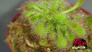 Planta carnívora drosera spatulata [upl. by Mulloy]