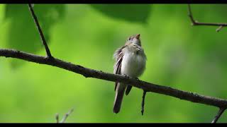 Acadian flycatcher singing [upl. by Jordans245]