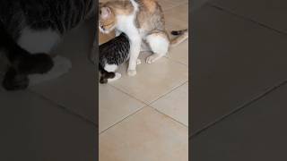 dog funnyanimlas cat funnycatvids catsanddogs pets funnypetsmoments animalts funny song [upl. by Jaban660]