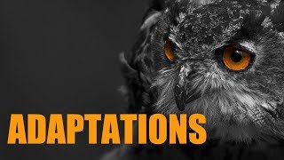 Types Of Adaptations [upl. by Powell443]