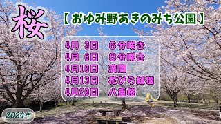 【お花見】『おゆみ野あきのみち公園』小規模ながら綺麗でした 桜！ [upl. by Malorie336]