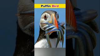 Puffin Bird 🐦 Amazing Facts facts shorts [upl. by Neroc]