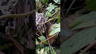 Oxybelis vine snake 🇨🇷 Costa Rica [upl. by Hnid]