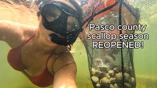 Ultimate Scalloping Guide Catch Clean and Cook in Pasco County Florida [upl. by Eimmij]