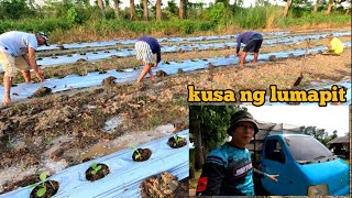 START NA TAYO SA TALONG FARMING [upl. by Eiramlatsyrc]