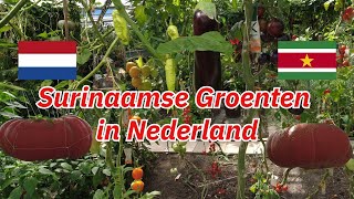 Surinaamse Groenten In Nederland  Onze Kas in Almere Buiten [upl. by Pownall546]