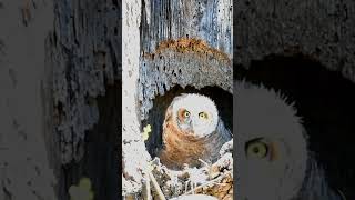 Great Horned Owlet greathornedowl owl owlet nature wildlife birds bird [upl. by Ortrud]