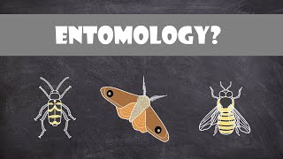 What is Entomology  Entomology [upl. by Emelun505]