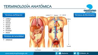 TERMINOLOGÍA ANATÓMICA  Resúmenes de Anatomía y Fisiología [upl. by Royden861]