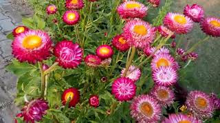 653  How to collect seed from Helichrysum FlowerStraw Flower Hindi Urdu 27218 [upl. by Heinrike]