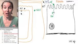 Reabsorption 2 Proximal convoluted tubule [upl. by Brunell179]