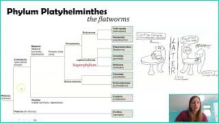 Phylum Platyhelminthes Overview The Flatworms And yes they are actually flat [upl. by Eal502]