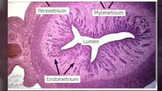 Endometrium difference between proliferative and secretory phase of endometrium [upl. by Boote629]