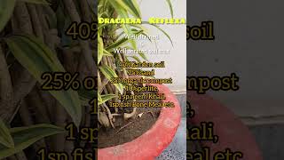 Dracaena ReflexaSong Of India Plant CareLow maintenanceplant aadishkiduniya shorts songofindia [upl. by Aneala683]