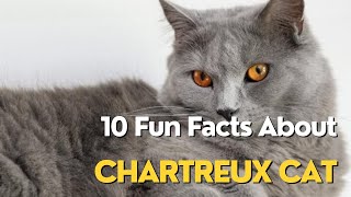 10 Fun Facts About Chartreux Cat [upl. by Lorenzo246]