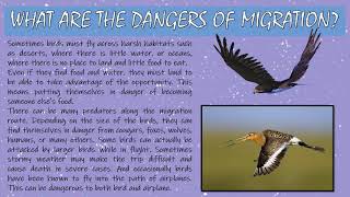 PPT on MIGRATING BIRDS [upl. by Alonzo439]