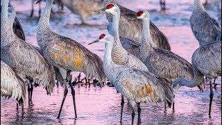 Sites amp Sounds  The Sandhill Crane Migration in Central Nebraska [upl. by Drarreg]