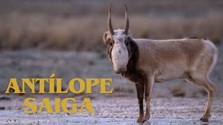 Antílope Saiga  Saiga tatarica [upl. by Ennagroeg310]