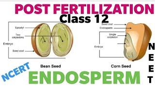 Post FertilizationEndospermfunction amp Development class12biologyNcert [upl. by Auvil]