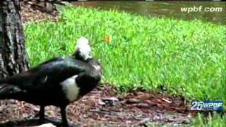 Duck With Blow Dart In Head Waddles Around Naples [upl. by Kellen]