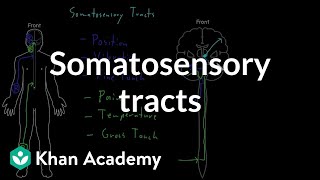 Somatosensory tracts  Organ Systems  MCAT  Khan Academy [upl. by Harold344]