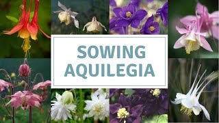 How To Sow Aquilegia Seeds  Columbine  Grannys Bonnets [upl. by Ahael440]