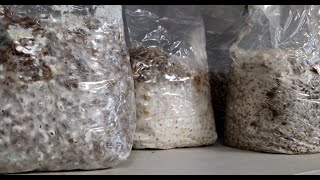 Cest quoi les graines de semence de champignons   What is mushroom grain spawn [upl. by Teerell]