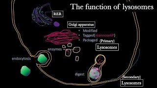 Lysosomes structure and function 【USMLE  Biochemistry】 [upl. by Enialahs]