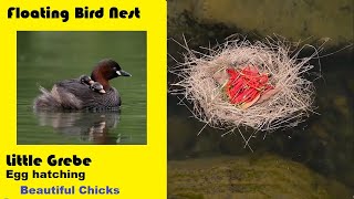 Little grebe bird nest egg hatching watch chicks grow Tachybaptus ruficollis Fact Diet Habitat [upl. by Love]