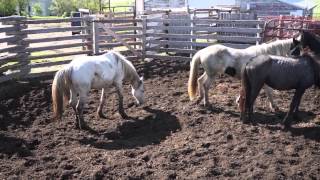 Wild horses fighting establishing position at sort [upl. by Loesceke680]