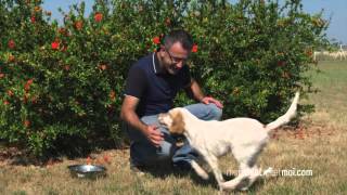 Les ordres de base du chiot  PARTIE 2⎜ROYAL CANIN® [upl. by Thill]