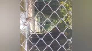 Tiger jump into pond Maharaj bagh Nagpur [upl. by Adnolehs272]