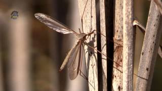 TIPULE  Tipula oleracea  Zone Humide  BRUITX [upl. by Odarnoc]