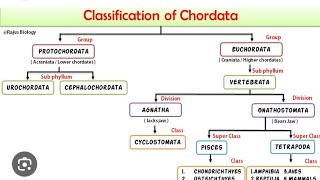 CLASSIFICATION OF CHORDATA  chordata  bsc msc 11thbiology graphical representation chordata [upl. by Spatola203]