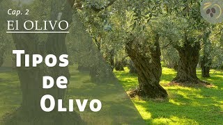 EL OLIVO Tipos de Olivo [upl. by Tressia]