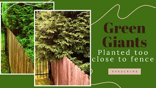 Green Giant Arborvitae planted too close to a fence 🌲🌲🌲 [upl. by Aven]