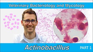 Actinobacillus Part 1  Veterinary Bacteriology and Mycology [upl. by Madelena702]