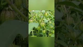 AMAZING HEALTH BENEFIT OF CIPLUKAN PLANT PHYSALIS ANGULATA DiscoveryHH [upl. by Lindo]