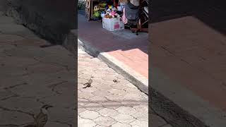 Mockingbird vs snake natural encounter on Santa Cruz Island [upl. by Ardnael]