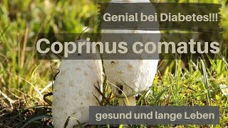 Heilpilz Coprinus Comatus genial für Diabetiker [upl. by Ehcar]