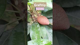 sapodilla graftedchiku shortvideo short ytshorts viral trending fruit farming [upl. by Rehpotirhc]