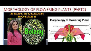 MORPHOLOGY OF FLOWERING PLANTS  STEM PART 2 [upl. by Ayifas]