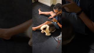 Teach the DOWN command to a Stubborn Puppy dogcommands pettraining dogobedience dog [upl. by Stucker250]