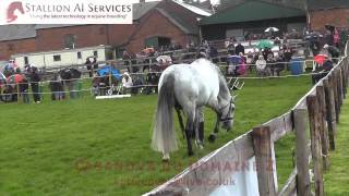 Stallion Show 22412 at Twemlows Stud Farm [upl. by Ennairej662]