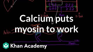 Calcium puts myosin to work  Circulatory system physiology  NCLEXRN  Khan Academy [upl. by Brew]