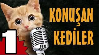 Konuşan Kediler 1  En Komik Kedi Videoları [upl. by Hewitt]