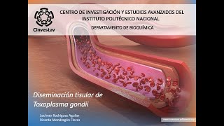 Diseminación Tisular de Toxoplasma 2024 [upl. by Riki]