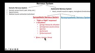 Koepkes Introduction to the Autonomic Nervous System [upl. by Faxen]