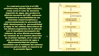 FISIOLOGÍA  CONTROL DE LA OSMOLARIDAD DEL LIQUIDO EXTRACELULAR  PROF DR RAFAEL ESTRADA [upl. by Reinke]